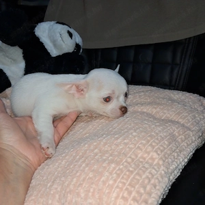 Mini csivava kisfiú - kép 6