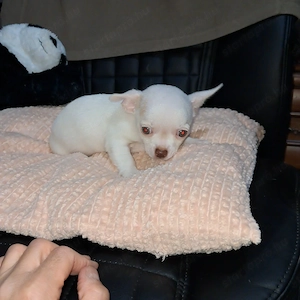 Mini csivava kisfiú