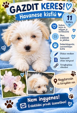Havanese kiskutya 