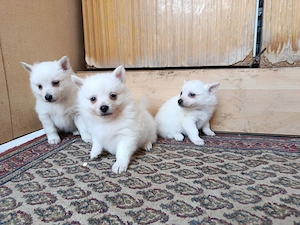 Kisspitz (kisspicc, kis spitz, kis spicc) kölykök eladók - kép 2
