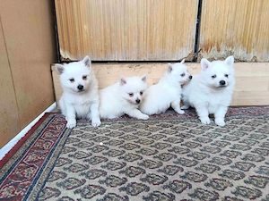 Kisspitz (kisspicc, kis spitz, kis spicc) kölykök eladók