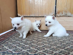 Kisspitz (kisspicc, kis spitz, kis spicc) kölykök eladók - kép 4