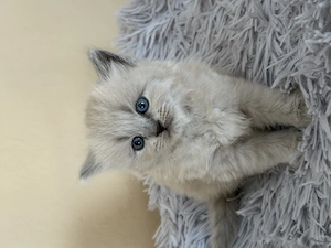 Ragdoll Cherubim kislány  - kép 4