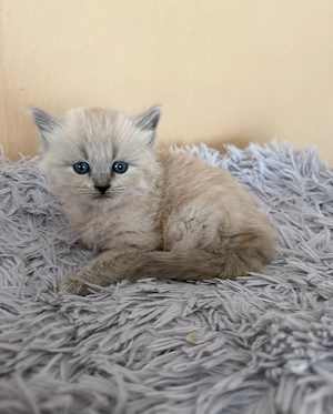 Ragdoll Cherubim kislány  - kép 3