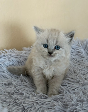 Ragdoll Cherubim kislány  - kép 2