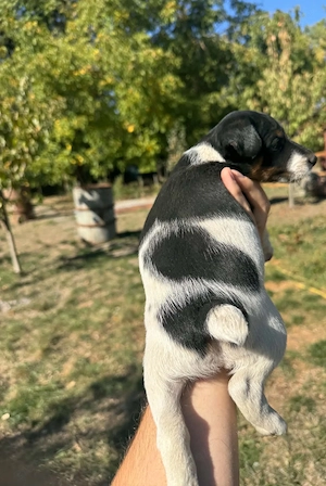 Foxterrier kiskutyák szerető gazdit keresnek - kép 5