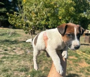 Foxterrier kiskutyák szerető gazdit keresnek - kép 3