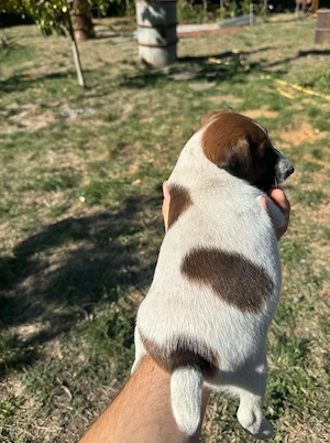 Foxterrier kiskutyák szerető gazdit keresnek - kép 2