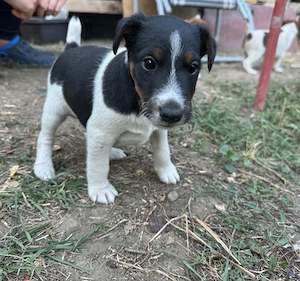 Foxterrier kiskutyák szerető gazdit keresnek - kép 4