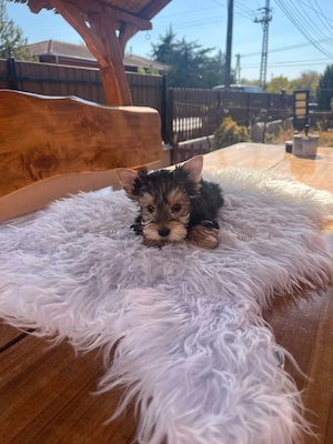yorkshire terrier kutyusok