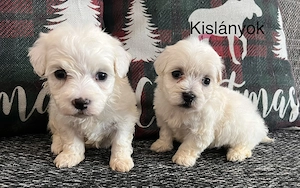 Máltai kiskutyák foglalhatók, eladók!