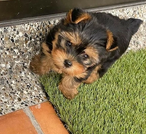 Yorki terrier kiskutyák  - kép 2