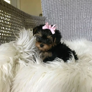 Yorki terrier kiskutyák  - kép 3