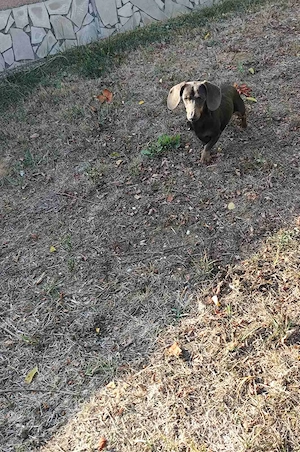 Tacskó szuka Kaninchen kék cser - kép 4