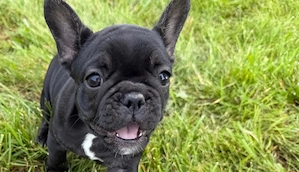 Francia Bulldog kutyus gazdit keres - kép 3