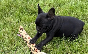 Francia Bulldog kutyus gazdit keres - kép 2