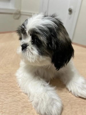 Shih tzu kiskutya - kép 2