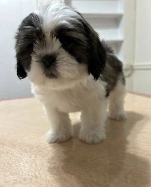 Shih tzu kiskutya