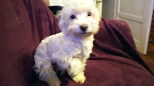 Bichon Havanese jellegű kiskutyák