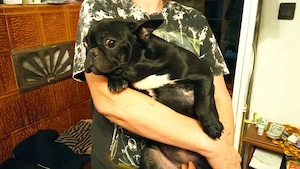 Francia bulldog jellegű kiskutya