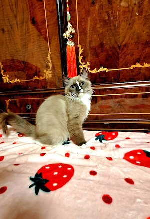 Nagyon ritka színű cherubim ragdoll kis kandúr - kép 3