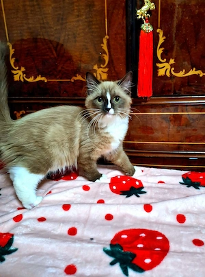 Nagyon ritka színű cherubim ragdoll kis kandúr - kép 2
