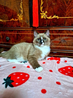 Nagyon ritka színű cherubim ragdoll kis kandúr