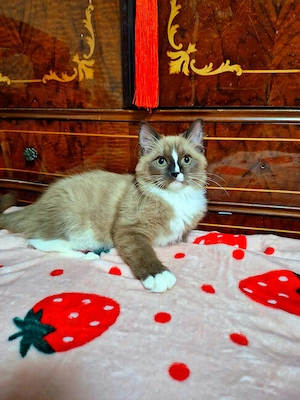 Nagyon ritka színű cherubim ragdoll kis kandúr - kép 4