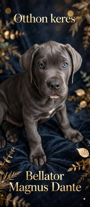 Cane Corso kölyök otthon keresnek 