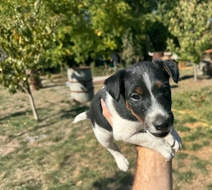 Foxterrier kiskutyák szerető gazdit keresnek - kép 6