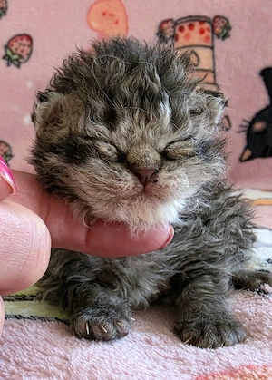 Göndör szőrű Selkirk Rex cica baba eladó. - kép 2