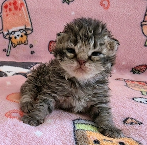 Göndör szőrű Selkirk Rex cica baba eladó. - kép 6