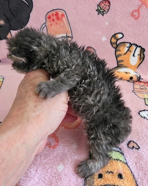 Göndör szőrű Selkirk Rex cica baba eladó. - kép 7