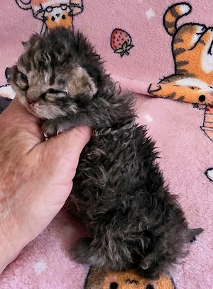 Göndör szőrű Selkirk Rex cica baba eladó. - kép 3
