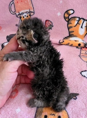 Göndör szőrű Selkirk Rex cica baba eladó. - kép 5