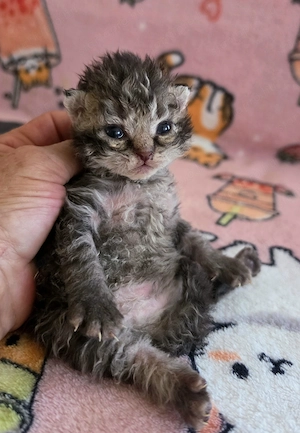Göndör szőrű Selkirk Rex cica baba eladó.