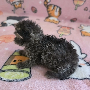 Göndör szőrű Selkirk Rex cica baba eladó. - kép 4