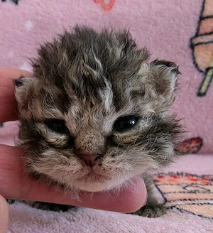 Göndör szőrű Selkirk Rex cica baba eladó. - kép 10