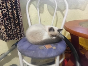Ragdoll macska eladó 