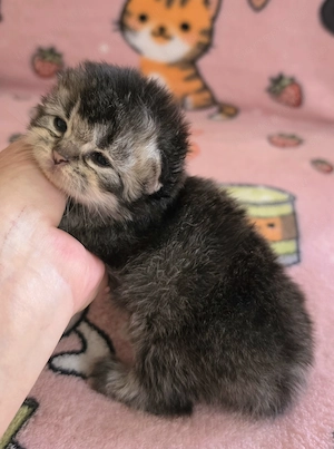 Egyenes szőrű Selkirk Rex kislány kiscica eladó. - kép 7