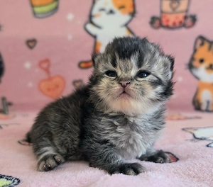 Egyenes szőrű Selkirk Rex kislány kiscica eladó. - kép 5