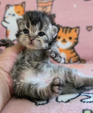 Egyenes szőrű Selkirk Rex kislány kiscica eladó.