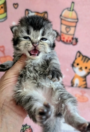 Egyenes szőrű Selkirk Rex kislány kiscica eladó. - kép 2