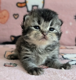Egyenes szőrű Selkirk Rex kislány kiscica eladó. - kép 3