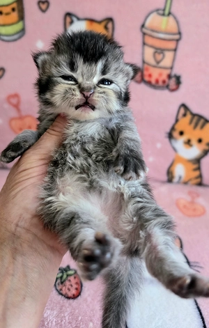 Egyenes szőrű Selkirk Rex kislány kiscica eladó. - kép 6