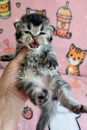 Egyenes szőrű Selkirk Rex kislány kiscica eladó. - kép 4