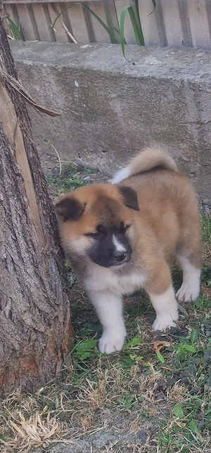 Amerikai Akita kölykök!  - kép 3