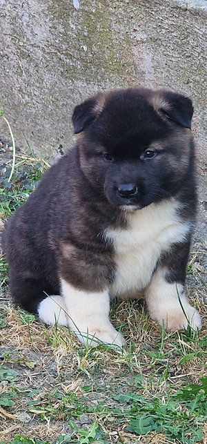 Amerikai Akita kölykök!  - kép 2