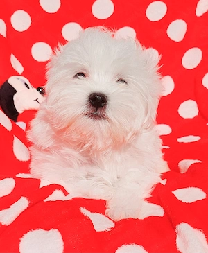 Törzskönyves szülőktől Gyönyörű szép picike Bichon Havanese kislány eladó ! 