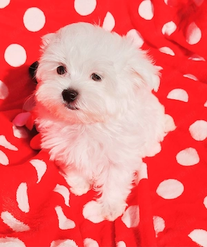 Törzskönyves szülőktől Gyönyörű szép picike Bichon Havanese kislány eladó !  - kép 2